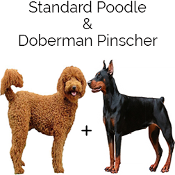 Doodleman Pinscher Dog